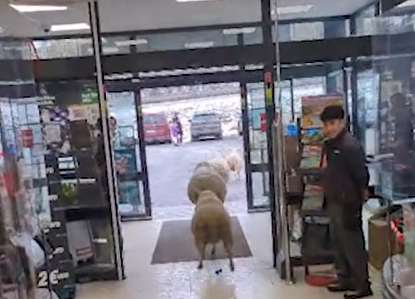 圖片來源：FB @osthessen-news.de