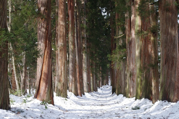 日本打卡景點被玩爛！長野戶隱神社怒封山：遊客隨處便溺、亂棄冰爪、絕景淪流動廁所 