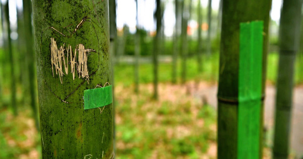 來源：Ann News、日本經濟新聞 