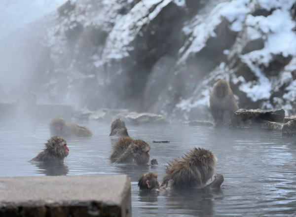 照片來源:小紅書@voxparva 照片來源:小紅書@voxparva