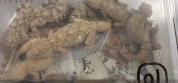 照片來源：微博