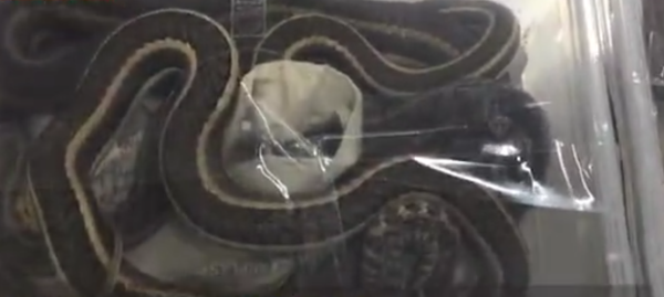 照片來源：微博