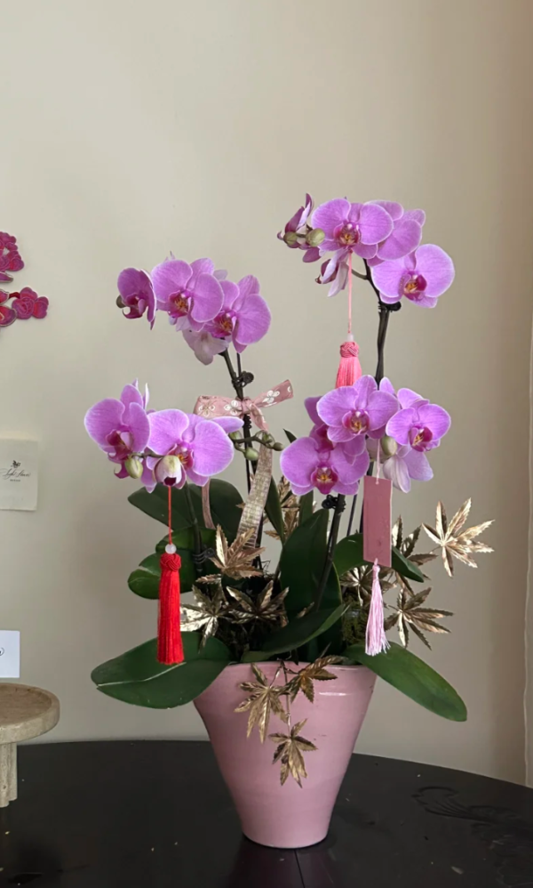 照片來源：小紅書@WENTING