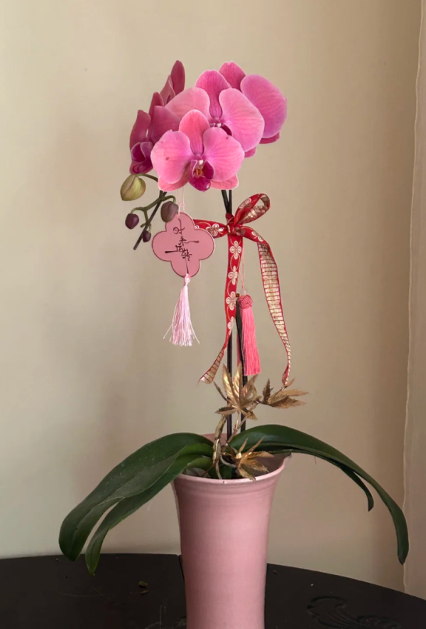 照片來源:小紅書@WENTING 照片來源:小紅書@WENTING