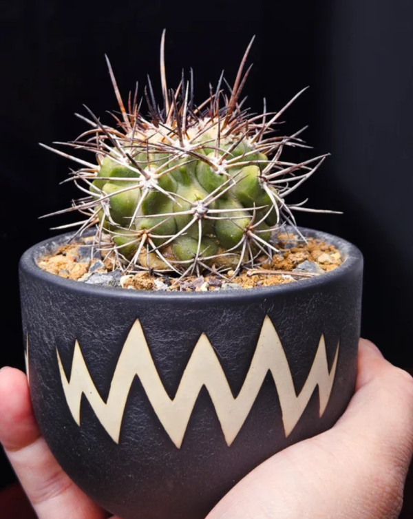 照片來源:小紅書@王城公园小浣熊 照片來源:小紅書@王城公园小浣熊