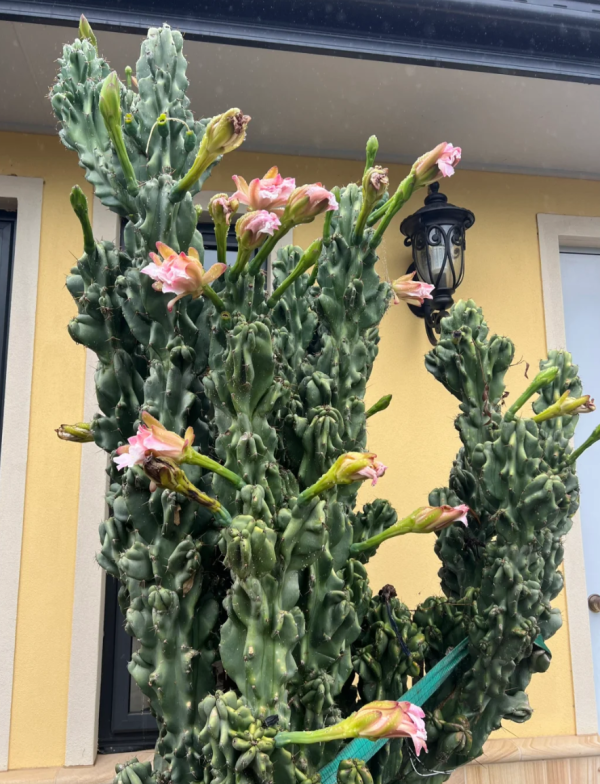 照片來源:小紅書@Yuki在澳洲 照片來源:小紅書@Yuki在澳洲