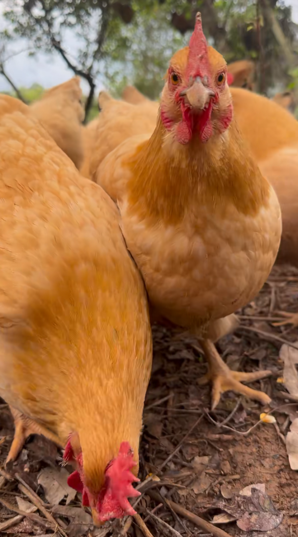 照片來源：小紅書@彭澎小卖部
