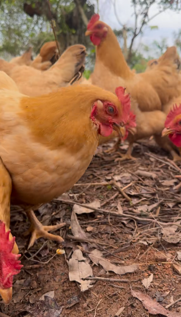 照片來源：小紅書@彭澎小卖部