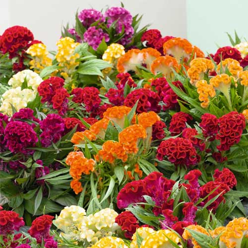 【寵物友善年花】2026馬年主子安全之選!蝴蝶蘭/銀柳都擺得?5款無毒開運年花推介