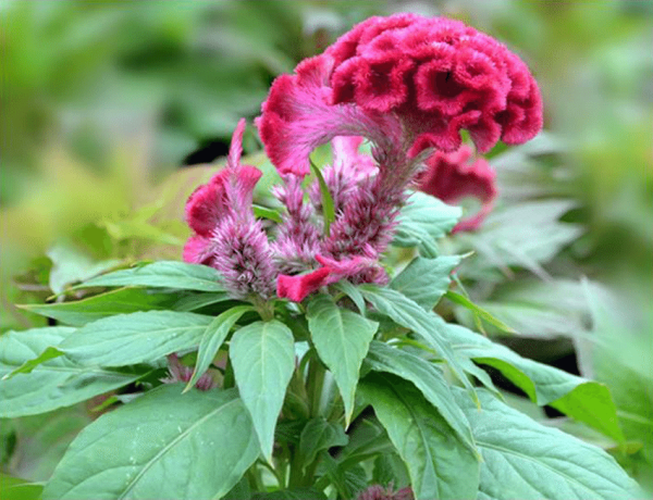 【寵物友善年花】2026馬年主子安全之選!蝴蝶蘭/銀柳都擺得?5款無毒開運年花推介