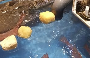 街市魚缸點解放「豆卜」？誤會係餵魚就大錯特錯！專家揭隱藏功用：原來係吸呢樣嘢