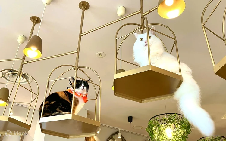 圖片來源：klook