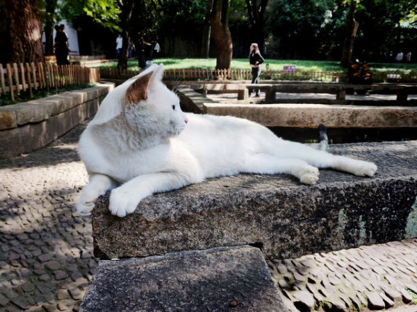 圖片來源：trip.com