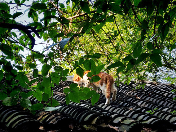 圖片來源：trip.com