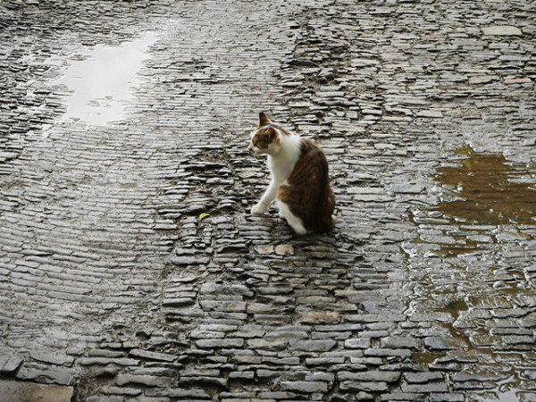 圖片來源：trip.com