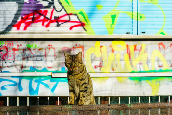 圖片來源：unsplash @Kirill Veprikov