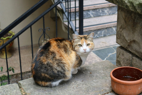 圖片來源：unsplash @Koorosh Akbarnejad