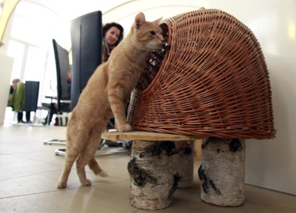 圖片來源：Reuters