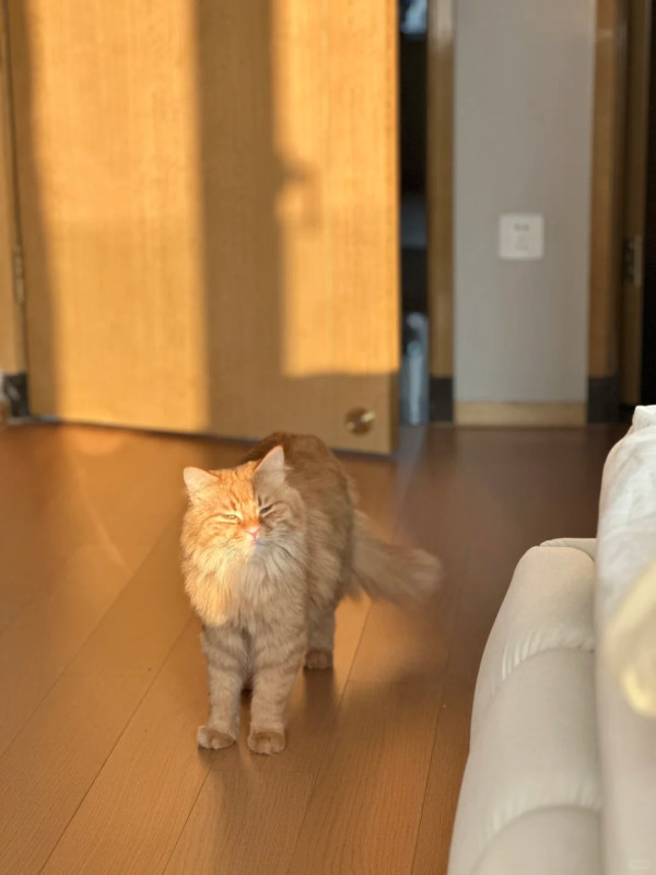 41歲傅穎搬屋前公開單身舊居極簡裝修 原來係隱形富婆坐擁千萬物業