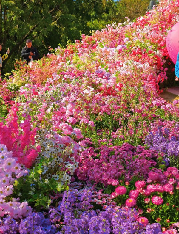 圖片來源：小紅書@凌煙閣