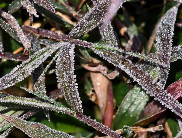 新界恐低見4度！天文台預測周二晚氣溫顯著下降　強烈季候風襲港連凍3日市區最低11度