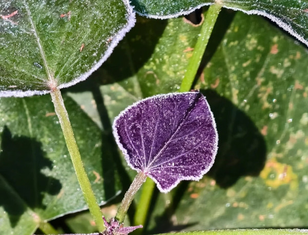 新界恐低見4度！天文台預測周二晚氣溫顯著下降　強烈季候風襲港連凍3日市區最低11度