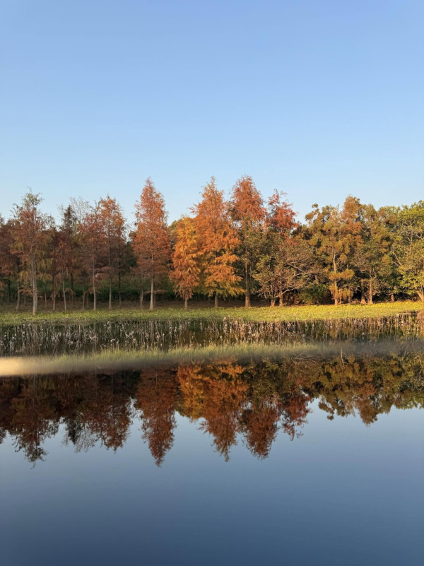 天水圍濕地公園淪陷！來回4小時只為睇落羽松：網民直擊超長人龍排隊進場　未夠4點已截龍