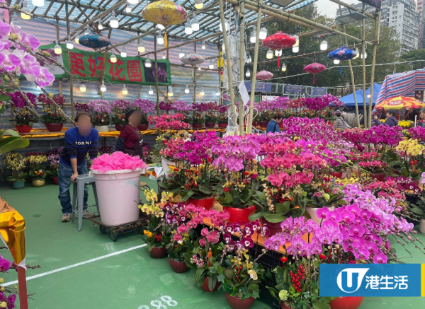 2026年宵花市懶人包！全港14大花市2.11起開鑼　維園設逾400攤位規模最大！附地點/交通/攤位清單