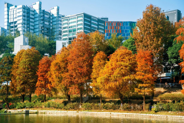 唔使迫濕地公園！中大落羽松變紅超靚 ！絕美倒影如「隱世秘境」港鐵直達附登記須知