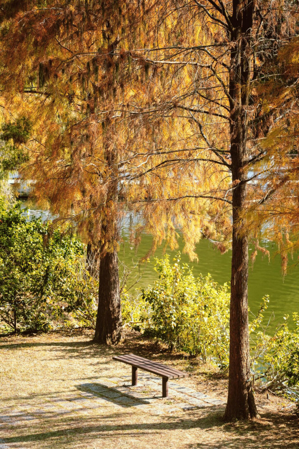 唔使迫濕地公園！中大落羽松變紅超靚 ！絕美倒影如「隱世秘境」港鐵直達附登記須知