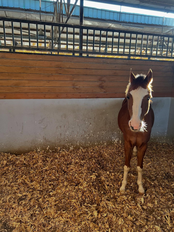 前港姐冠軍升呢馬主4個月後即拉頭馬 愛駒爆冷14倍贏7位數獎金好腳頭