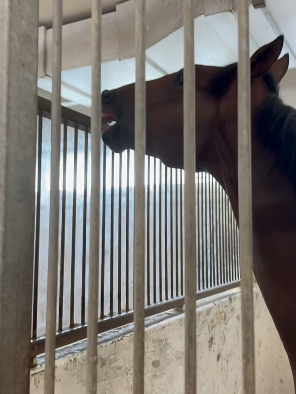 前港姐冠軍升呢馬主4個月後即拉頭馬 愛駒爆冷14倍贏7位數獎金好腳頭