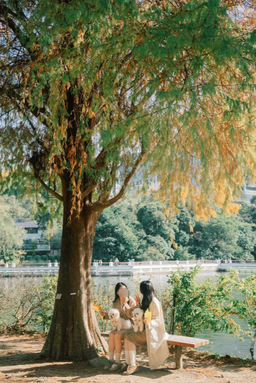唔使迫濕地公園！中大落羽松變紅超靚 ！絕美倒影如「隱世秘境」港鐵直達附登記須知