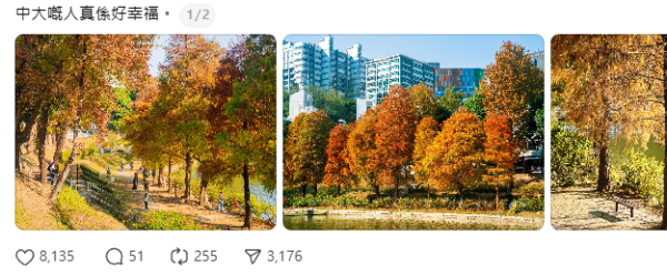 唔使迫濕地公園！中大落羽松變紅超靚 ！絕美倒影如「隱世秘境」港鐵直達附登記須知