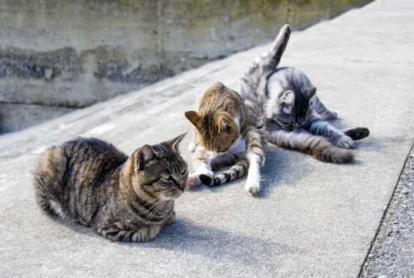 【日本貓島】貓奴朝聖地圖不止田代島！日本逾10大貓島必去江之島/福岡相島 
