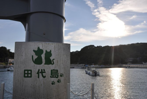 【日本貓島】貓奴朝聖地圖不止田代島！日本逾10大貓島必去江之島/福岡相島 