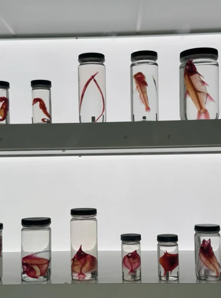 照片來源:小紅書@妮妮- 照片來源:小紅書@妮妮-