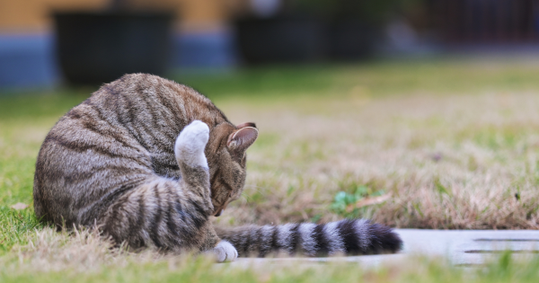 【日本貓島】貓奴朝聖地圖不止田代島！日本逾10大貓島必去江之島/福岡相島 