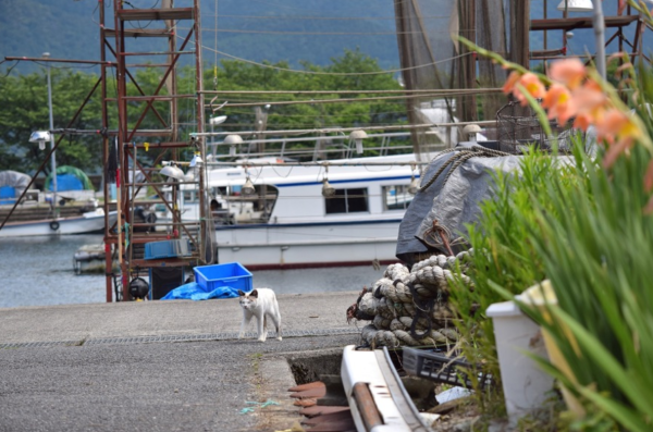 圖片來源：公益社團法人琵琶湖遊客中心