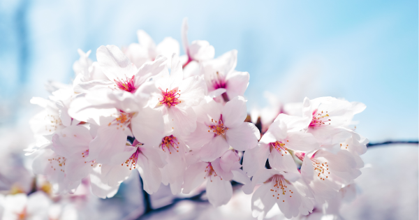 HK Express日本機票優惠！單程機票$198起！賞櫻季出發！