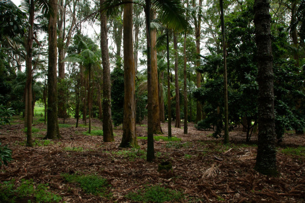 常滑手機致腦部疲勞？日本醫生推7大習慣救大腦：學會「遺忘的力量」、堅持66天見效