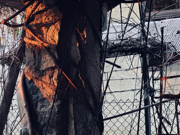 長洲百年「幽靈醫院」內部曝光！荒廢30年如鬼域　網民：門口望過但唔敢入去