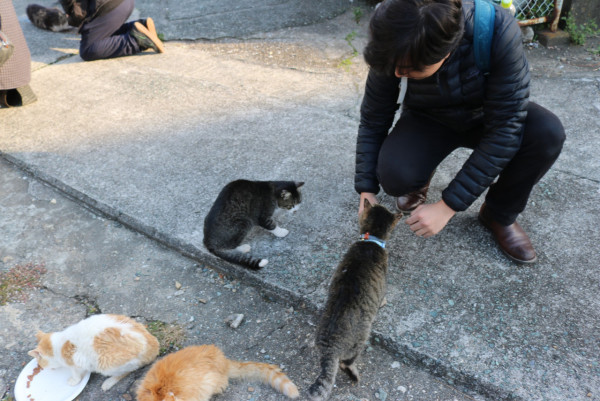 圖片來源：FB@猫の島 青島物語 Cat Island Aoshima
