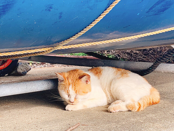 圖片來源：japantravel.navitime