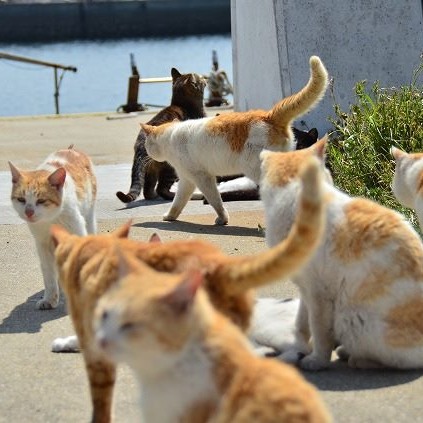 圖片來源：香川縣觀光官方IG