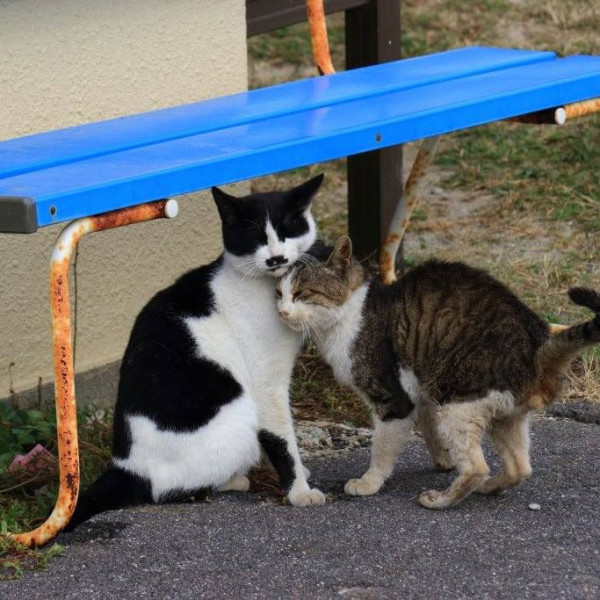 圖片來源：香川縣觀光官方IG