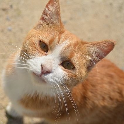 圖片來源：香川縣觀光官方IG