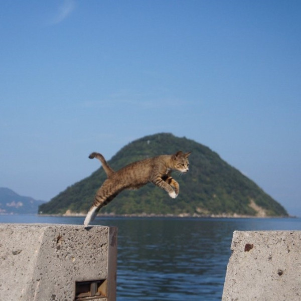 圖片來源：香川縣觀光官方IG