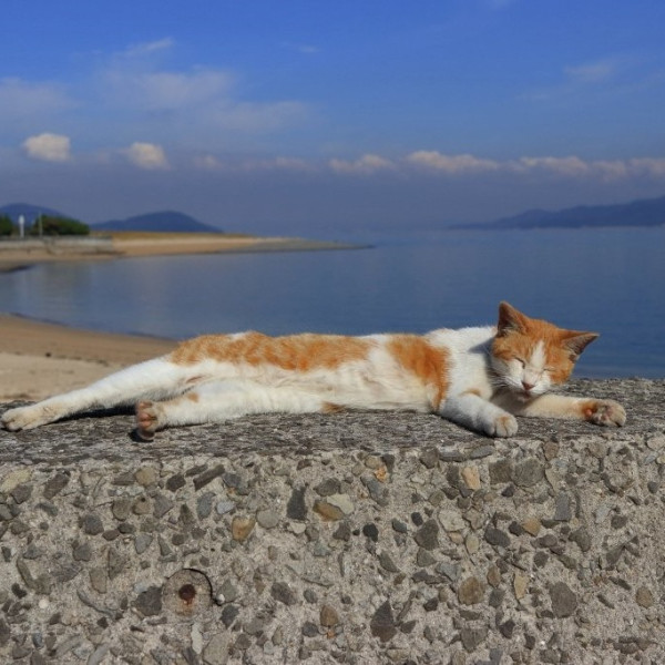 圖片來源：香川縣觀光官方IG