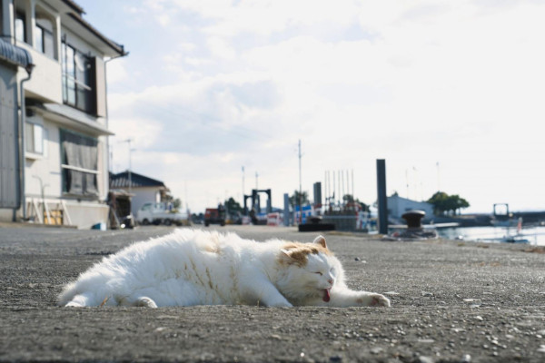 圖片來源：Kumamoto Prefectural Tourism Promotion Division